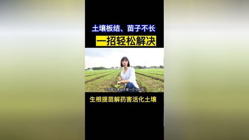 告别土壤板结与苗黄苗弱 洋葱大葱种植难题一站式解决方案